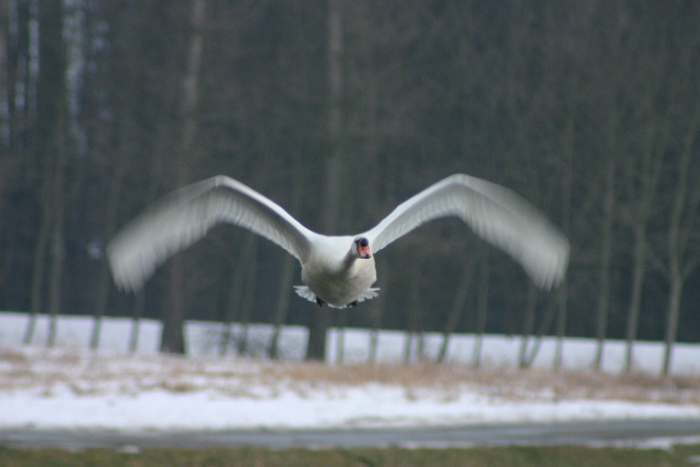 Oiseaux aux Grangettes - 057